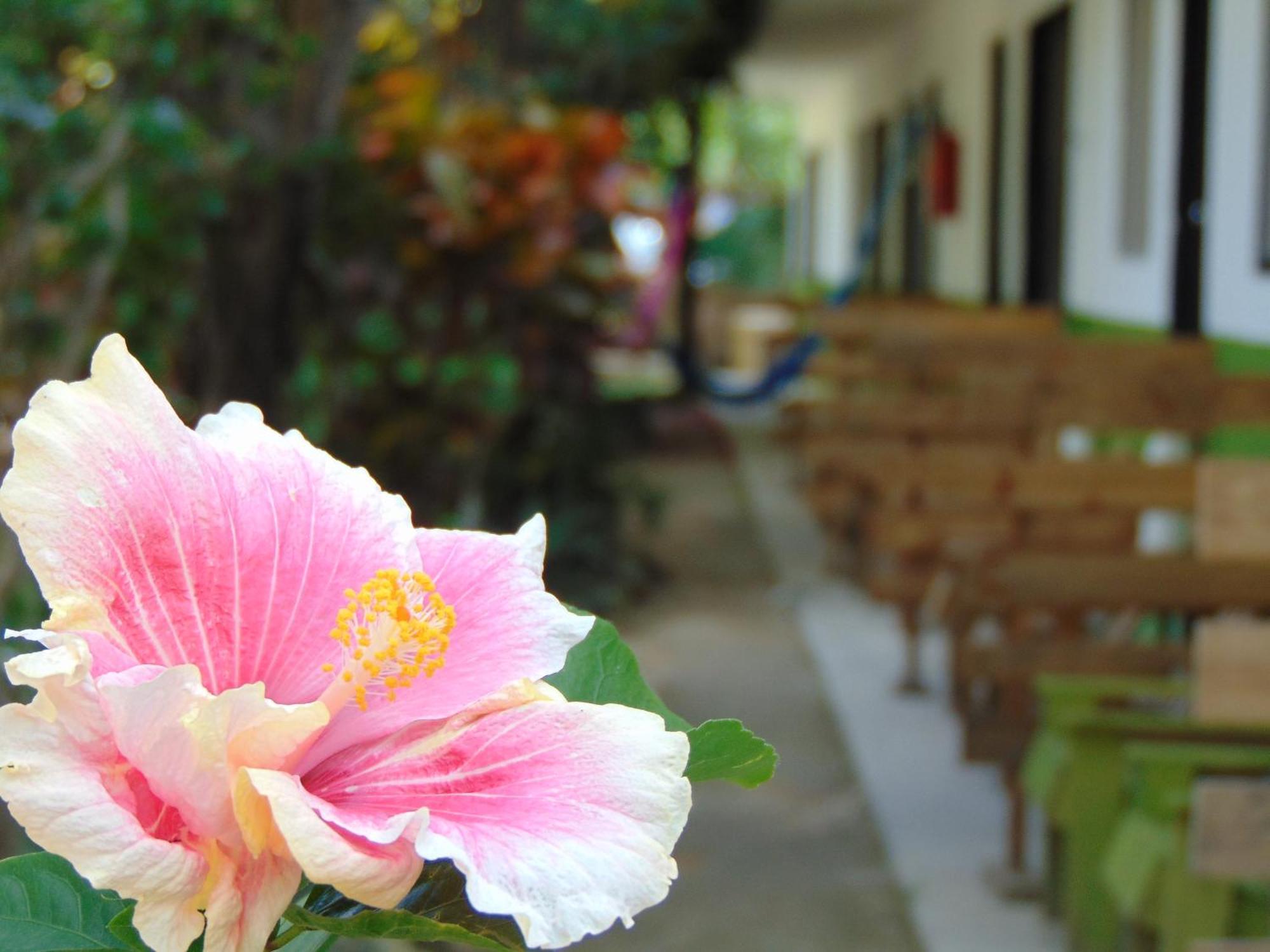 Crucero Tulum Bed and Breakfast Eksteriør billede